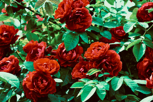 Plombier L'Haÿ-les-Roses